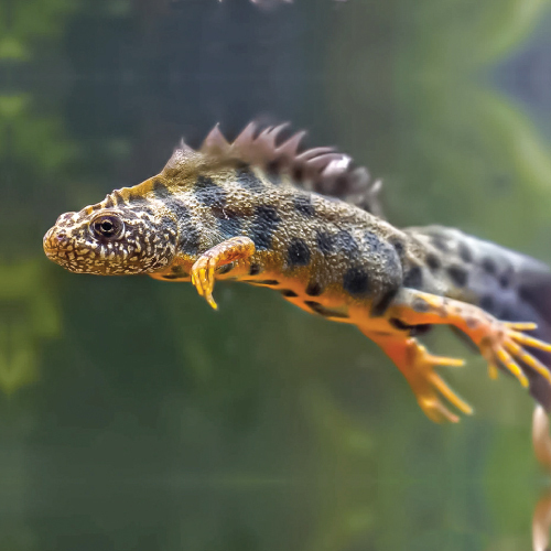 Tritone Crestato Italiano