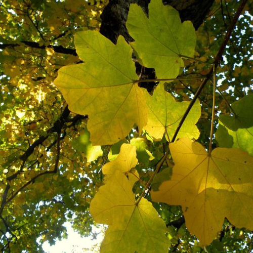 Acer opalus subsp. obtusatum (Waldst. &_Kit. ex Willd.) Gams
