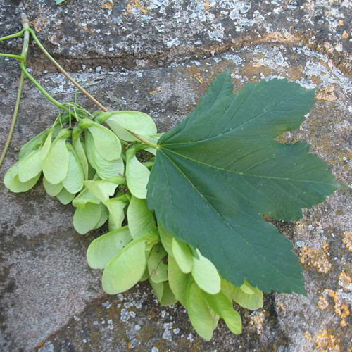 Acer pseudoplatanus L.