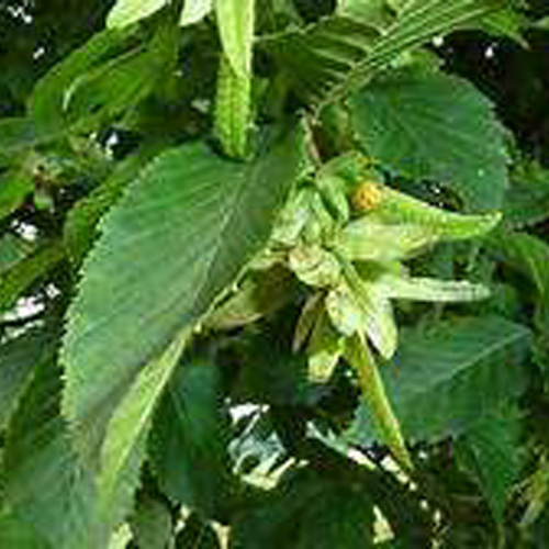 Carpinus betulus L.