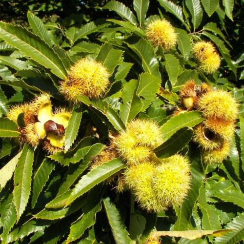 Castanea sativa Mill.