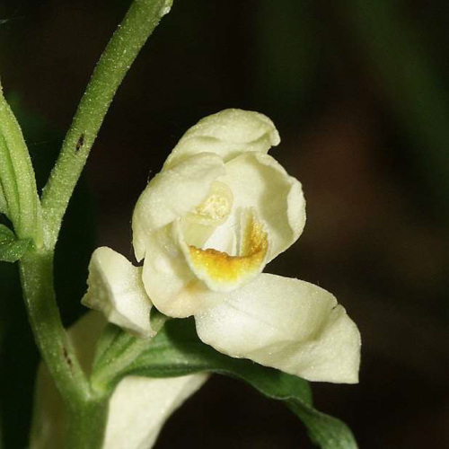 Cephalanthera damasonium (Mill.) Druce
