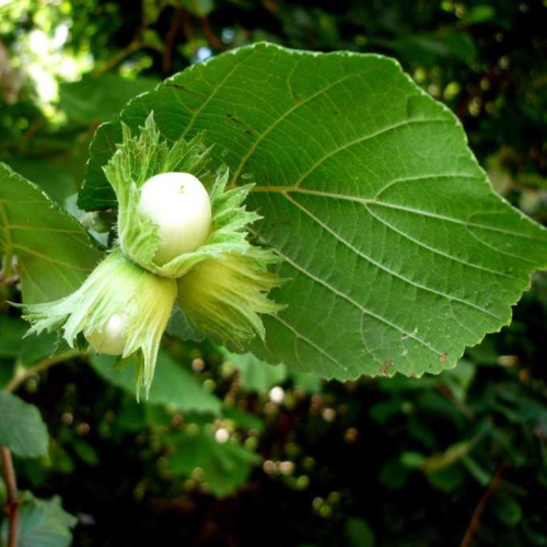 Corylus avellana L.