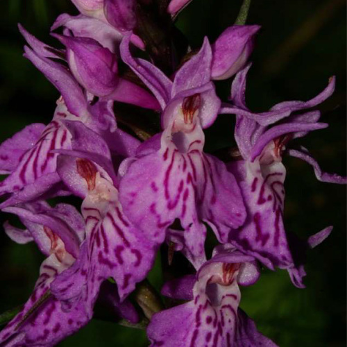 Dactylorhiza maculata (L.) Soó