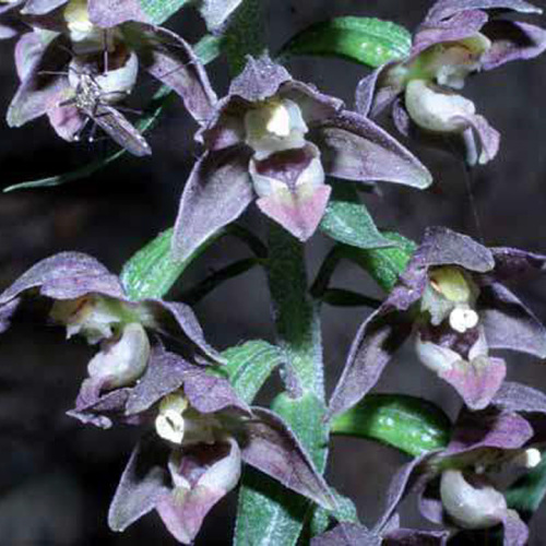 Epipactis helleborine (L.) Crantz
