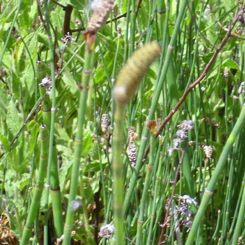 Equisetum ramosissimum Desf.