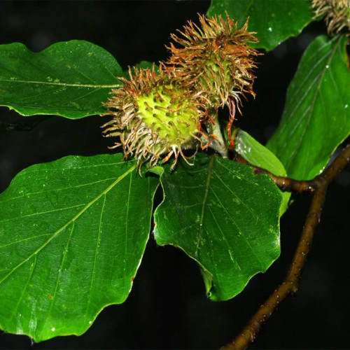 Fagus sylvatica L.
