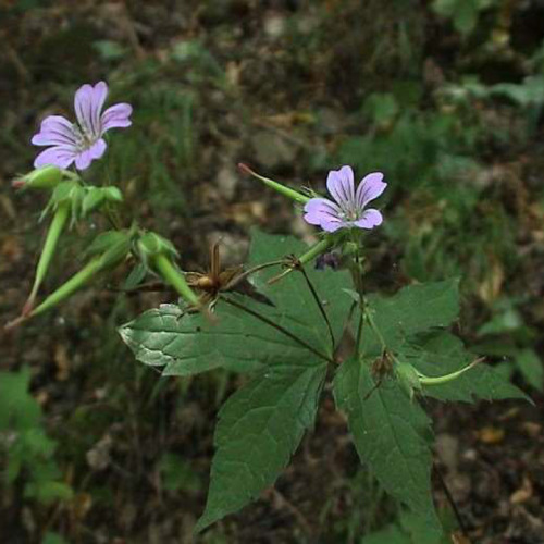 Geranium nodosum L.