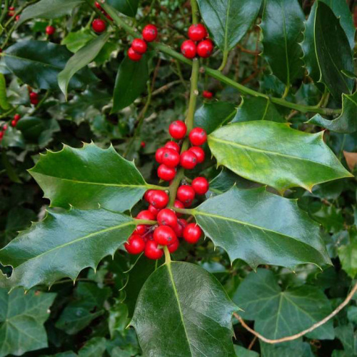 Ilex aquifolium
