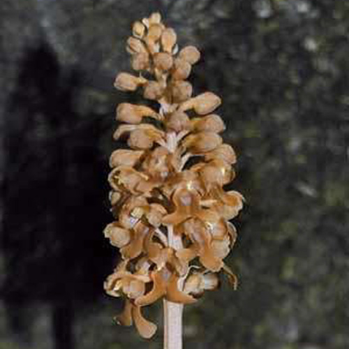 Neottia nidus-avis (L.) Rich.