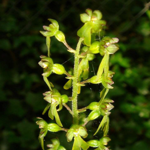 Neottia_ovata (L.) Bluff & Fingerh