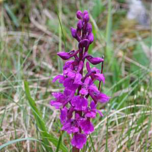 Orchis mascula (L.) L.