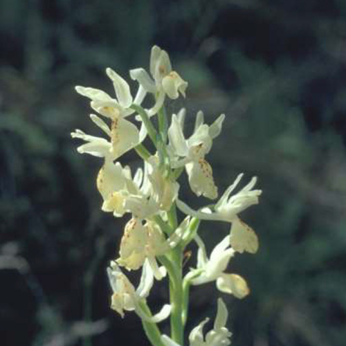 Orchis provincialis Balb ex Lam. & DC.