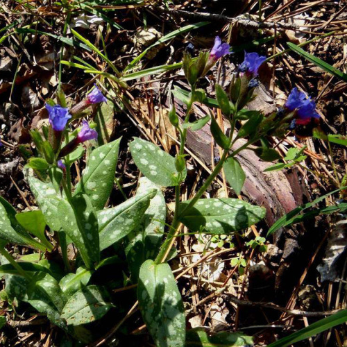 Pulmonaria hirta L.