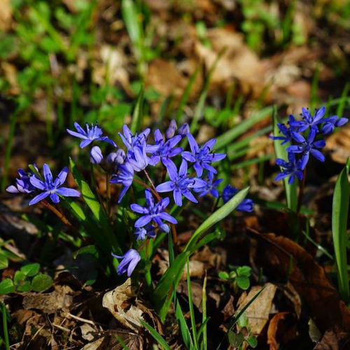 Scilla bifolia L.