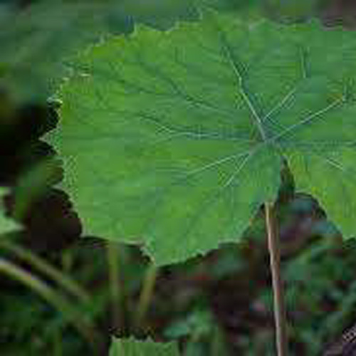 Tussilago farfara L.