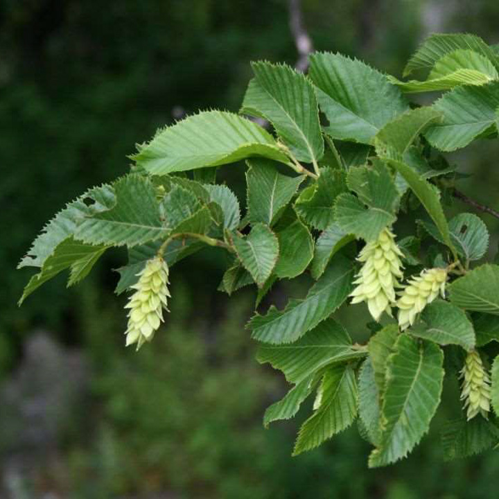 Ostrya carpinifolia Scop.
